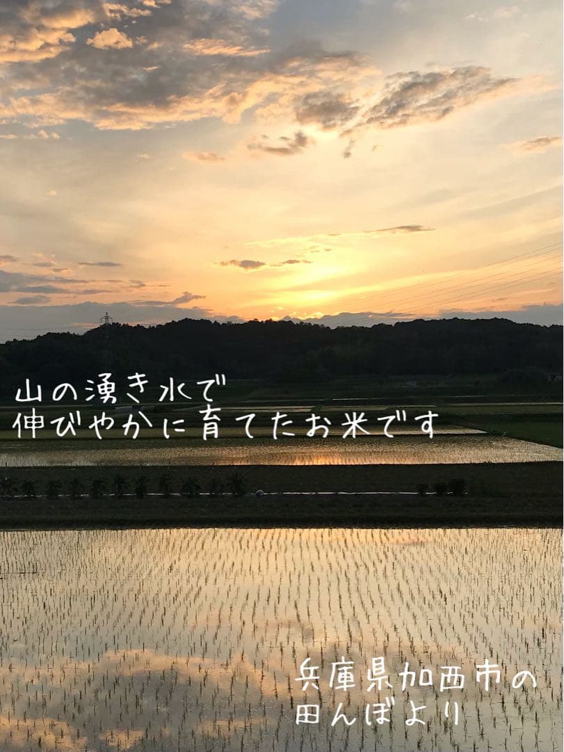 注目品種★令和7年度 兵庫県産にじのきらめき 20kg(10kg×2