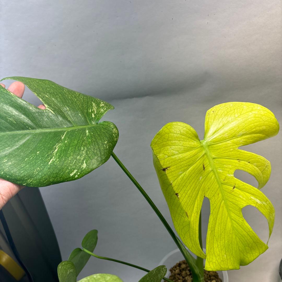 S*T様 5株セットa18【訳あり】ホワイトモンスター／天津蘭 モンステラ斑入り