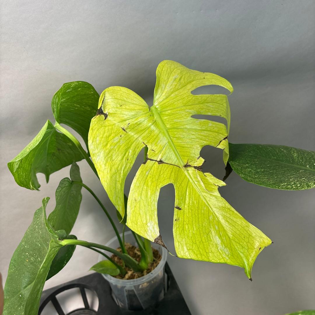 S*T様 5株セットa18【訳あり】ホワイトモンスター／天津蘭 モンステラ斑入り