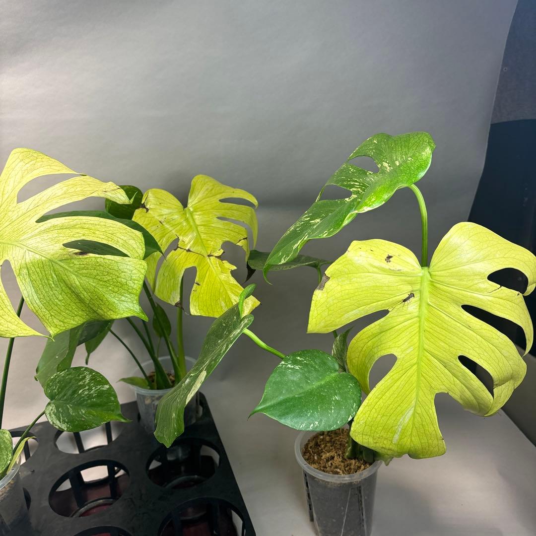 S*T様 5株セットa18【訳あり】ホワイトモンスター／天津蘭 モンステラ斑入り