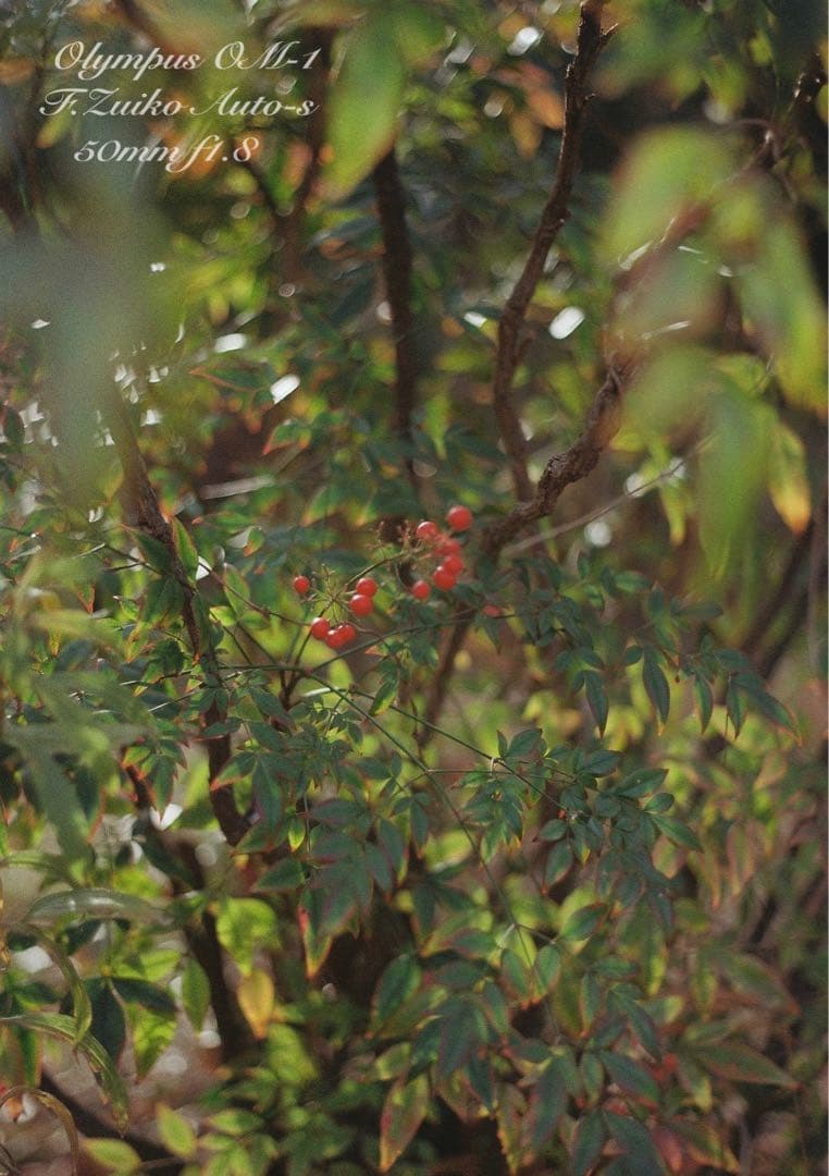 完動品＊美品＊初期保証★OLYMPUS OM-1 ブラック★レンズセット＊作例有