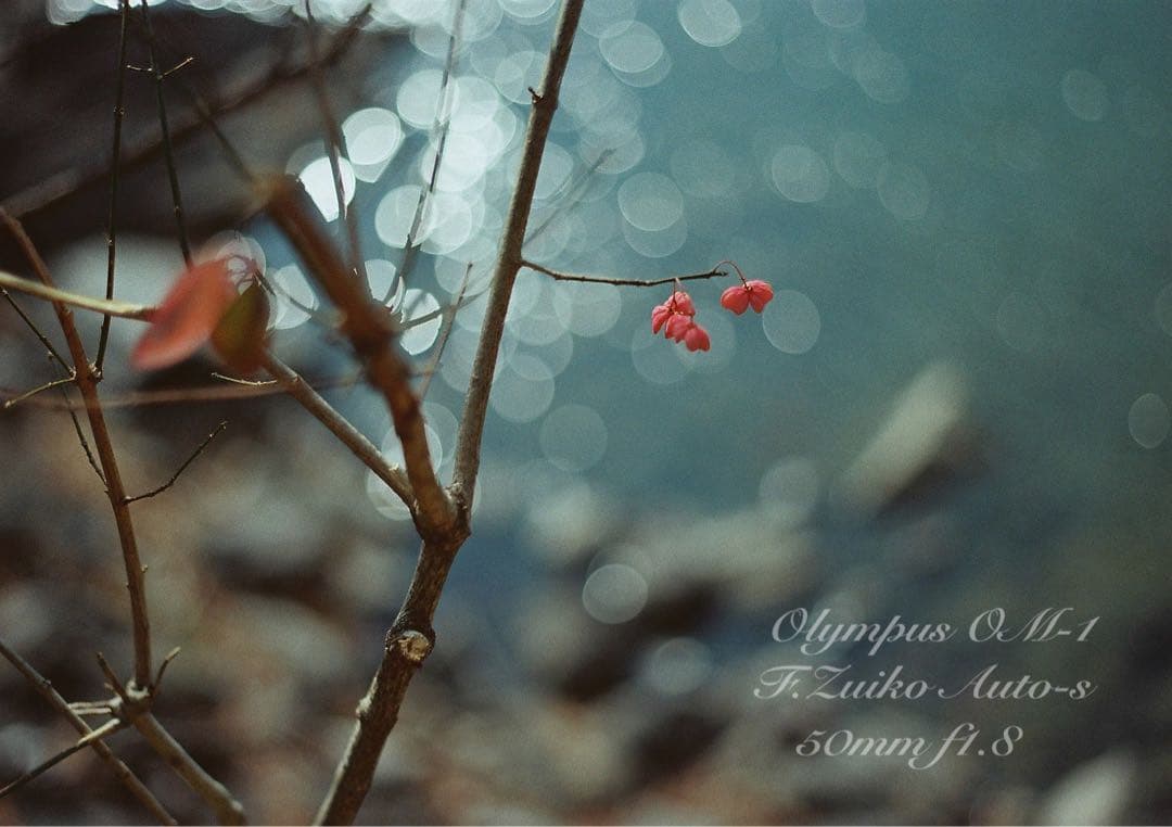 完動品＊美品＊初期保証★OLYMPUS OM-1 ブラック★レンズセット＊作例有