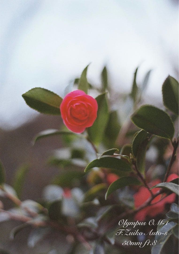 完動品＊美品＊初期保証★OLYMPUS OM-1 ブラック★レンズセット＊作例有