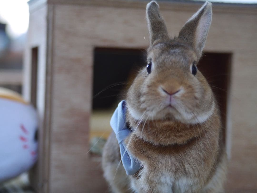 TTArtisan 50mm f/2 MFTレンズ