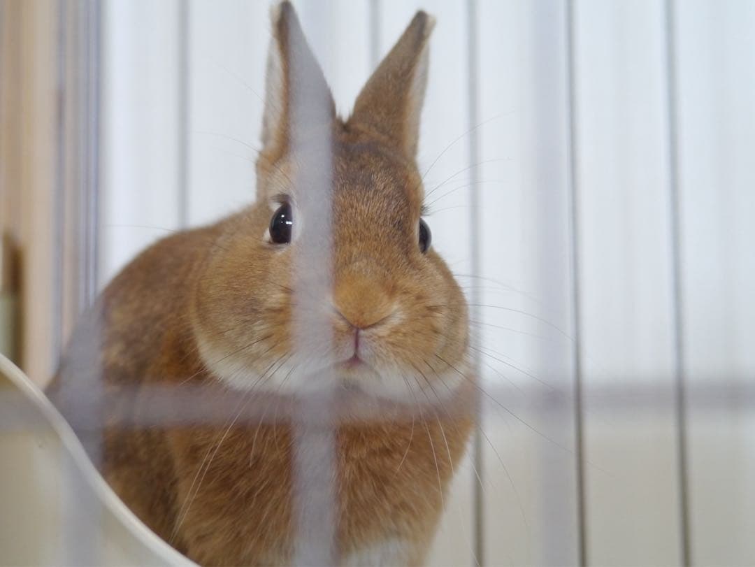 TTArtisan 50mm f/2 MFTレンズ