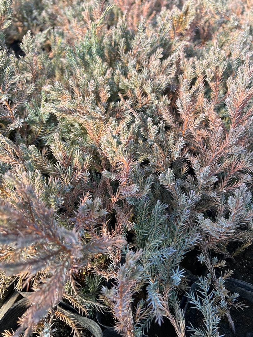 Peach-on　ブルーカーペット56p