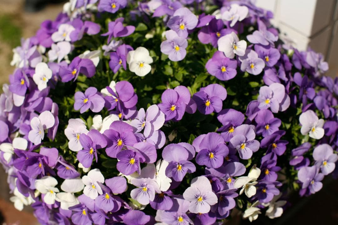 フィルムカメラ PENTAX SMC TAKUMAR f1.4 50mm M42 L79