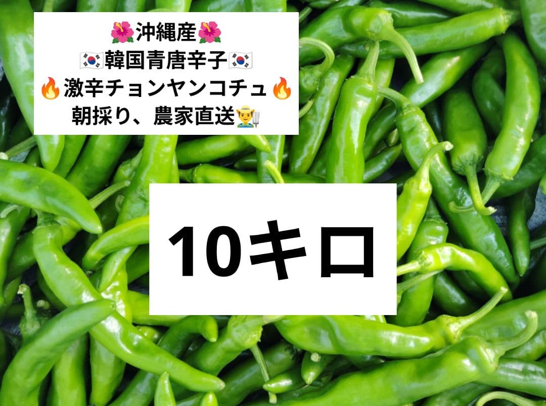 朝採り☆韓国青唐辛子☆激辛チョンヤンコチュ☆10キロ☆農家直送