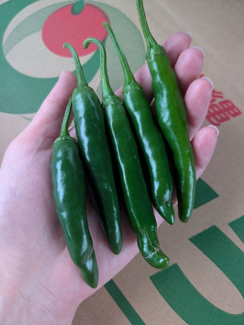 朝採り☆韓国青唐辛子☆激辛チョンヤンコチュ☆10キロ☆農家直送