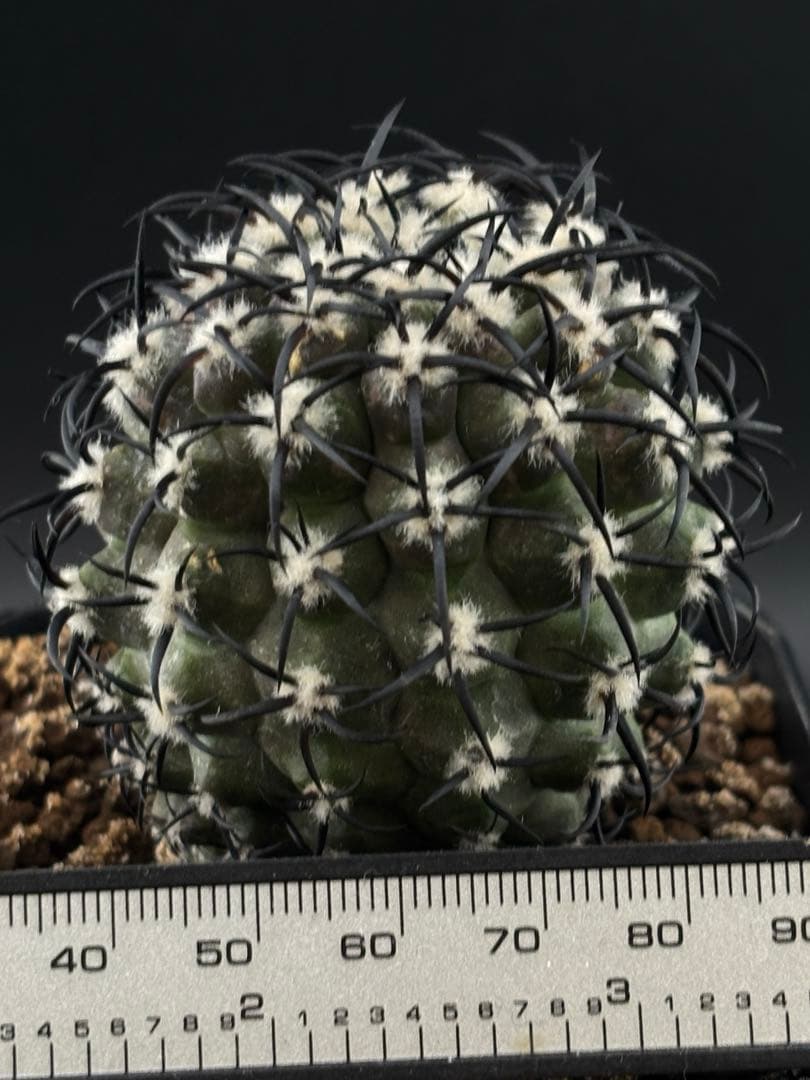 コピアポア 短刺 グリセオビオラセア 栗星玉 台付