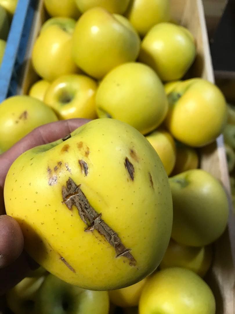 【訳あり】葉とらずりんご シナノゴールド20kg×4箱