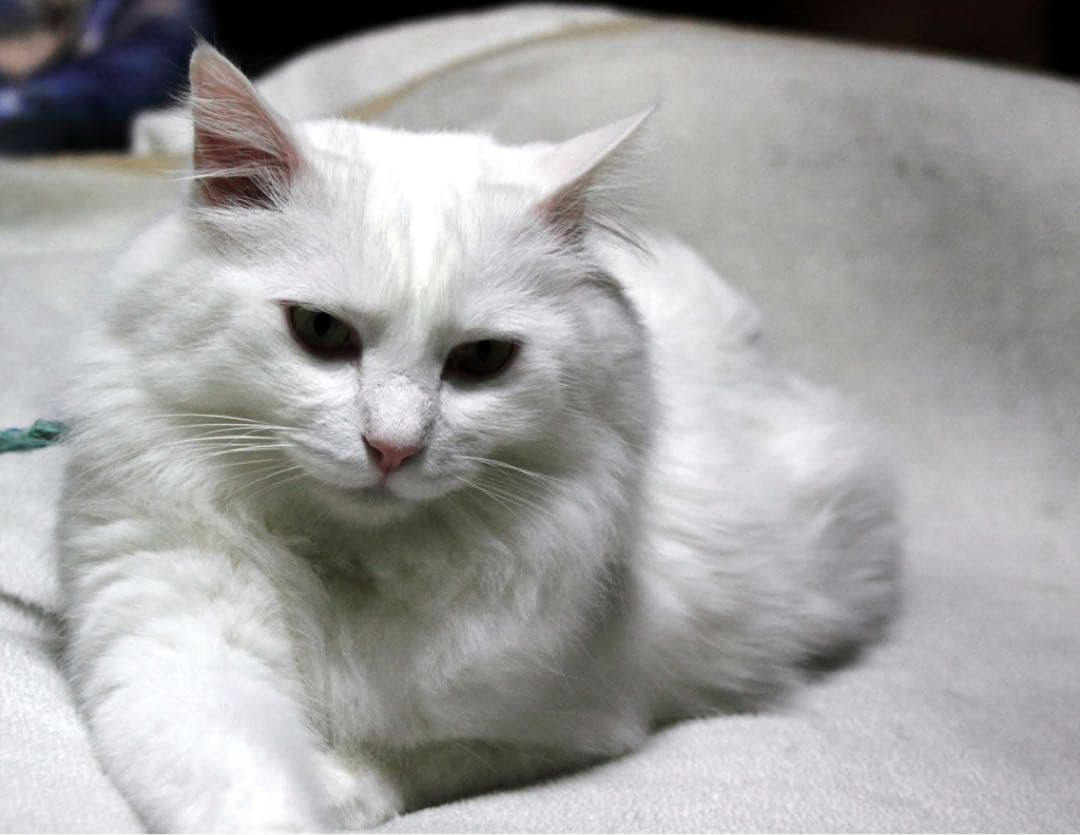 CASIO EXILIM 1210万画素 デジタルカメラ