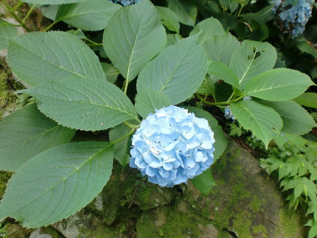 CASIO EXILIM 1210万画素 デジタルカメラ