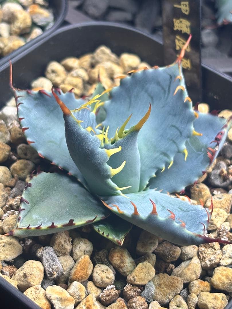 ス*魚様 アガベ 甲蟹屈原 子株 発根済 特白 青葉 強刺 ハイブリッド ②