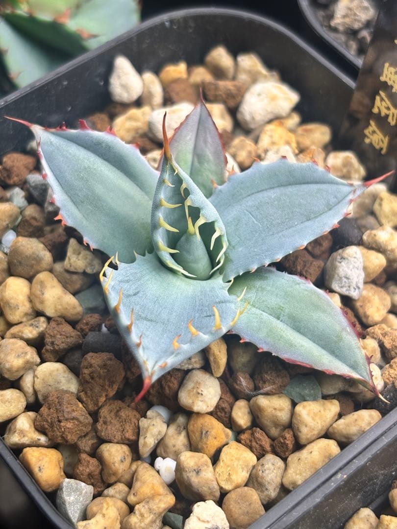 ス*魚様 アガベ 甲蟹屈原 子株 発根済 特白 青葉 強刺 ハイブリッド ②