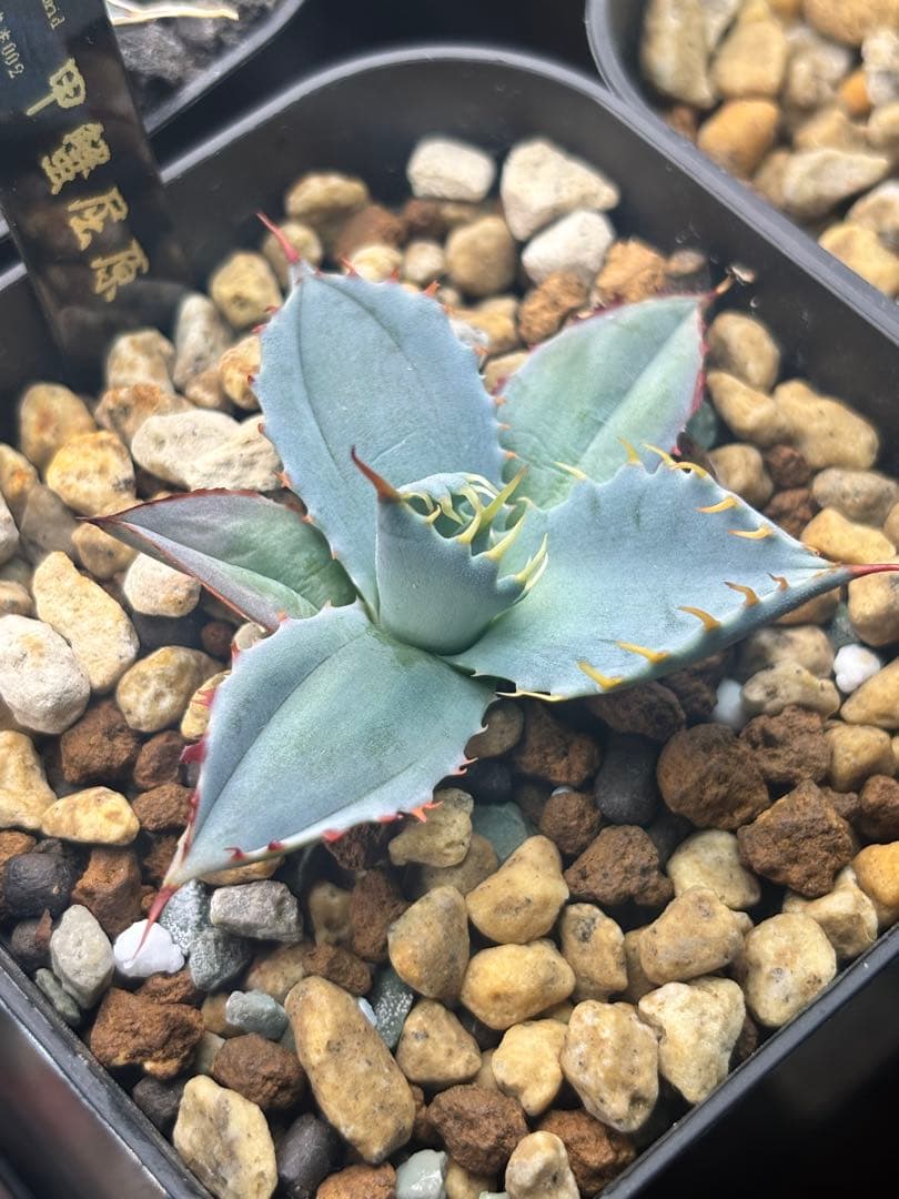 ス*魚様 アガベ 甲蟹屈原 子株 発根済 特白 青葉 強刺 ハイブリッド ②