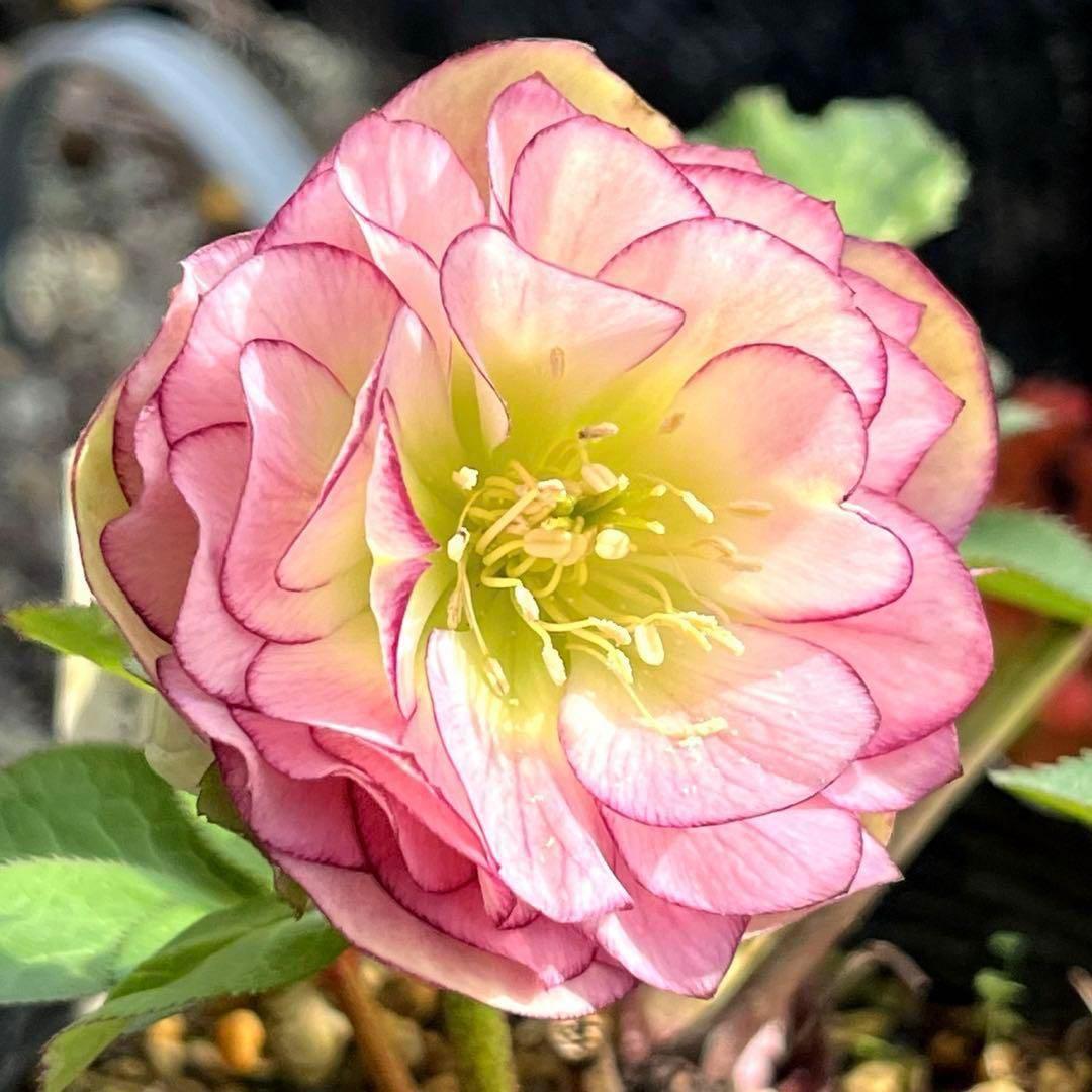 u*0様 3404☘️蕾付き☘️極上☘️⭐️強香⭐️上質の香水の様な香り⭐️小輪