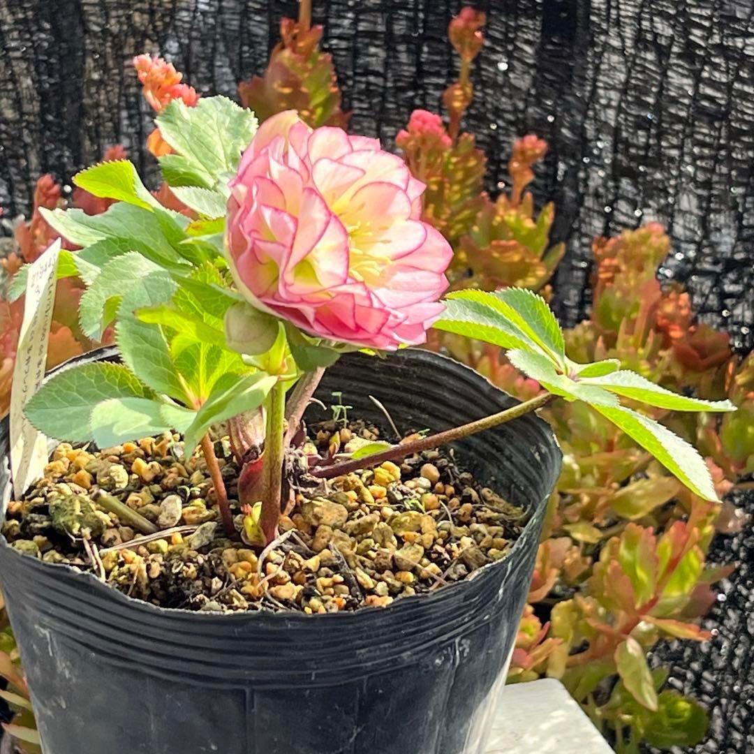 u*0様 3404☘️蕾付き☘️極上☘️⭐️強香⭐️上質の香水の様な香り⭐️小輪