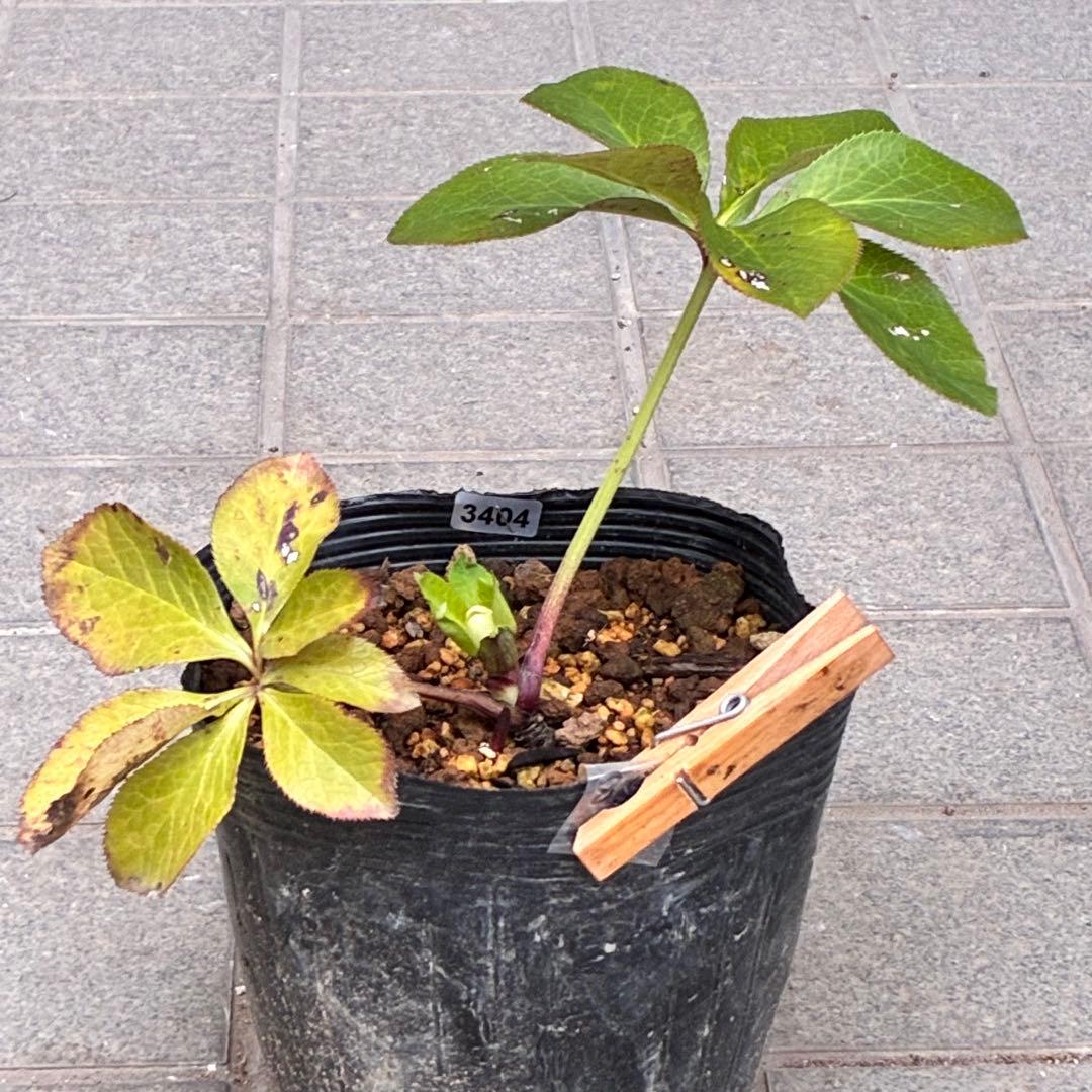 u*0様 3404☘️蕾付き☘️極上☘️⭐️強香⭐️上質の香水の様な香り⭐️小輪