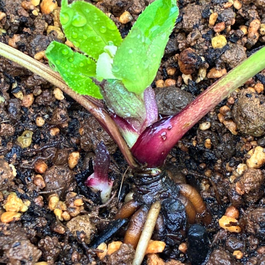 u*0様 3404☘️蕾付き☘️極上☘️⭐️強香⭐️上質の香水の様な香り⭐️小輪