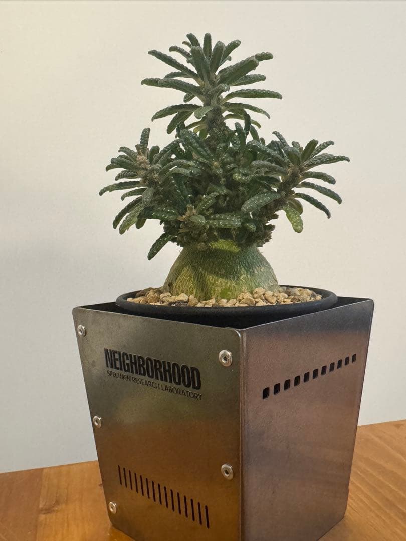 ドルステニアギガスブラータ