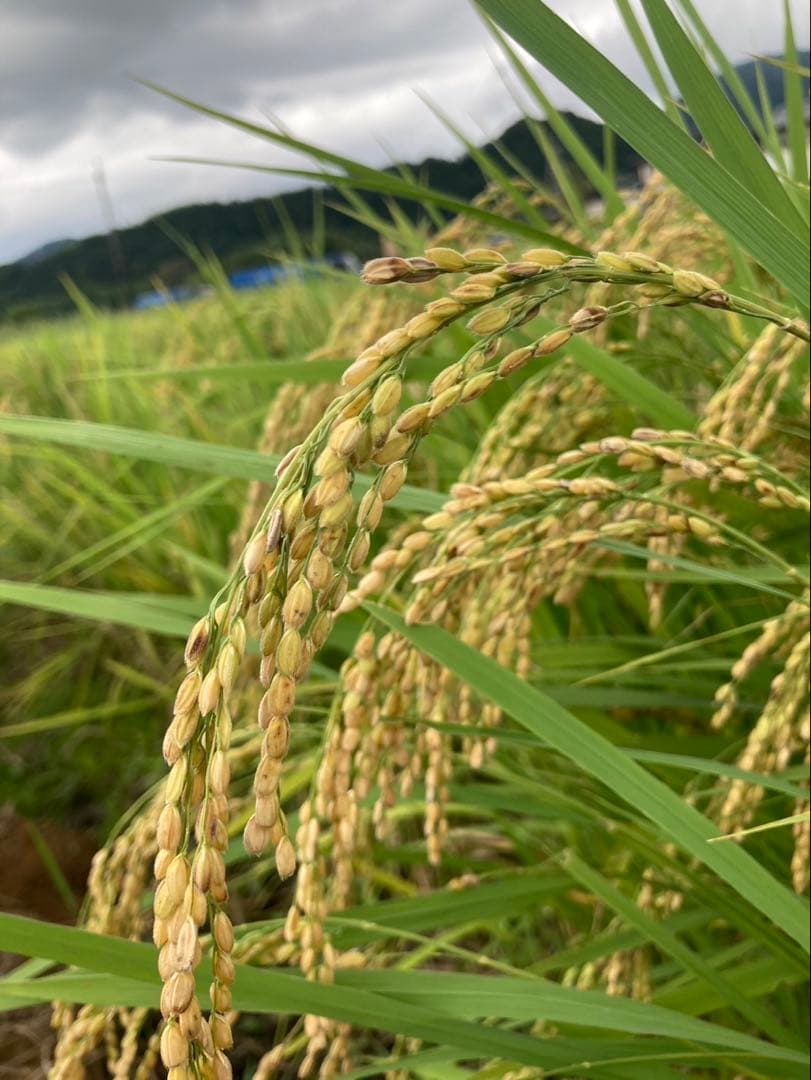 【農薬不使用】日本茶8種類飲み比べセット各(3個入り×8種類)