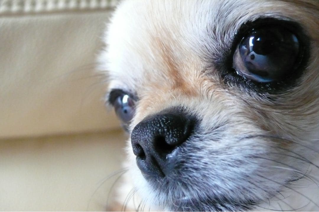 【美品】 ライカ　LEICA D-LUX3 専用レザーケース付き