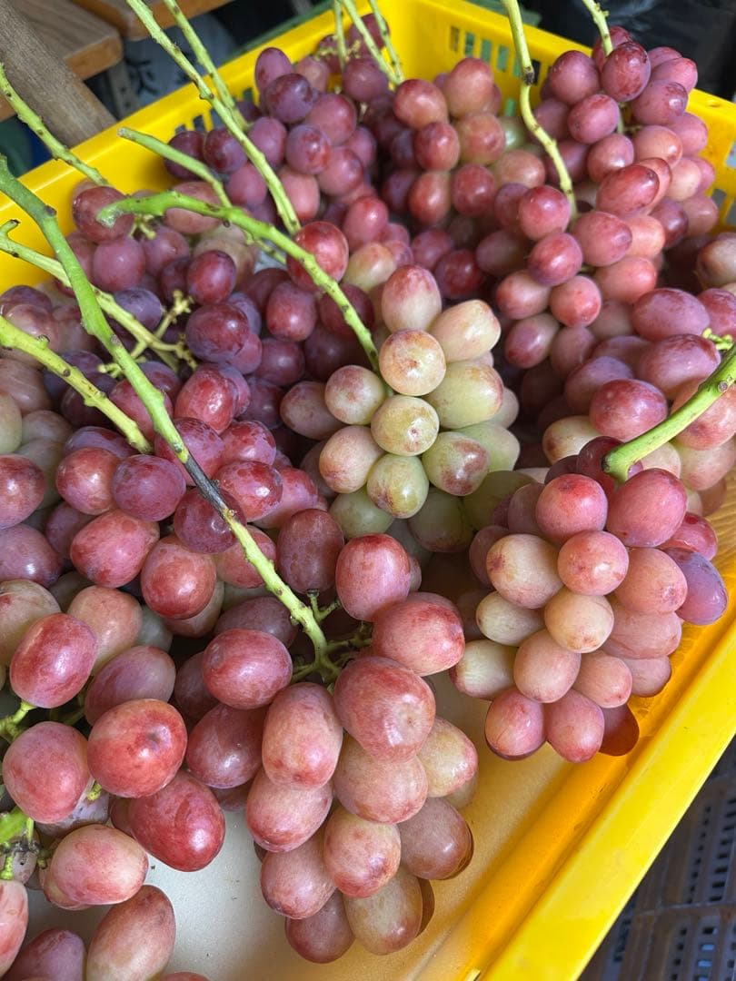 やや訳あり⭐︎クイーンルージュ　2キロ