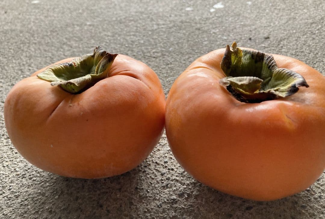 和歌山　富有柿　ご家庭用