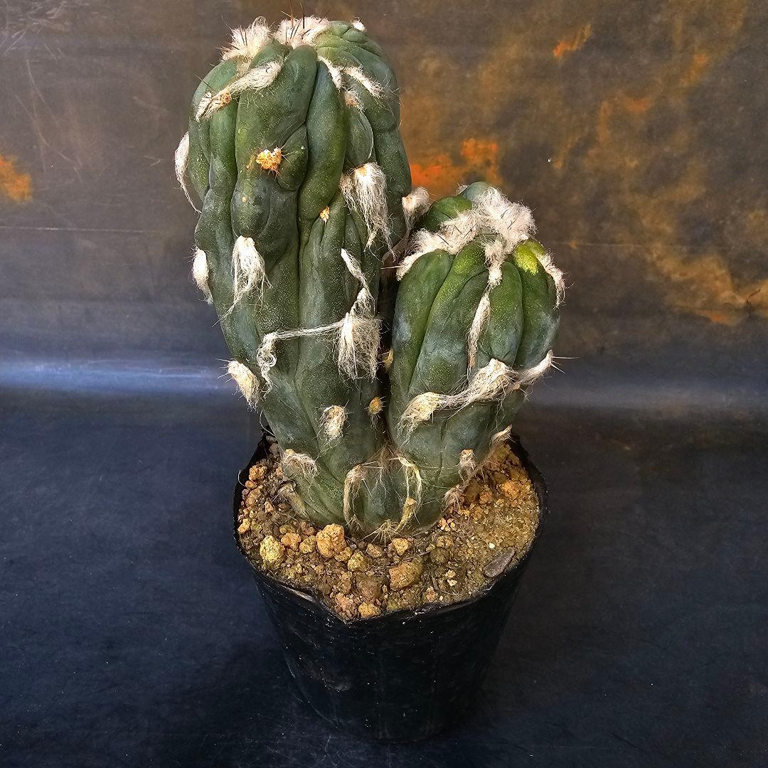 メルカリ便発送☆サボテン ピロソケレウス属 アズレウス モンスト