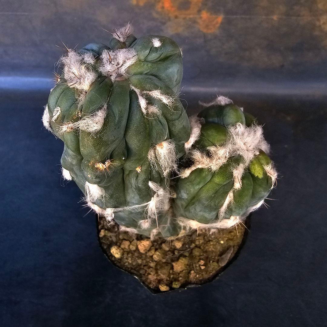 メルカリ便発送☆サボテン ピロソケレウス属 アズレウス モンスト