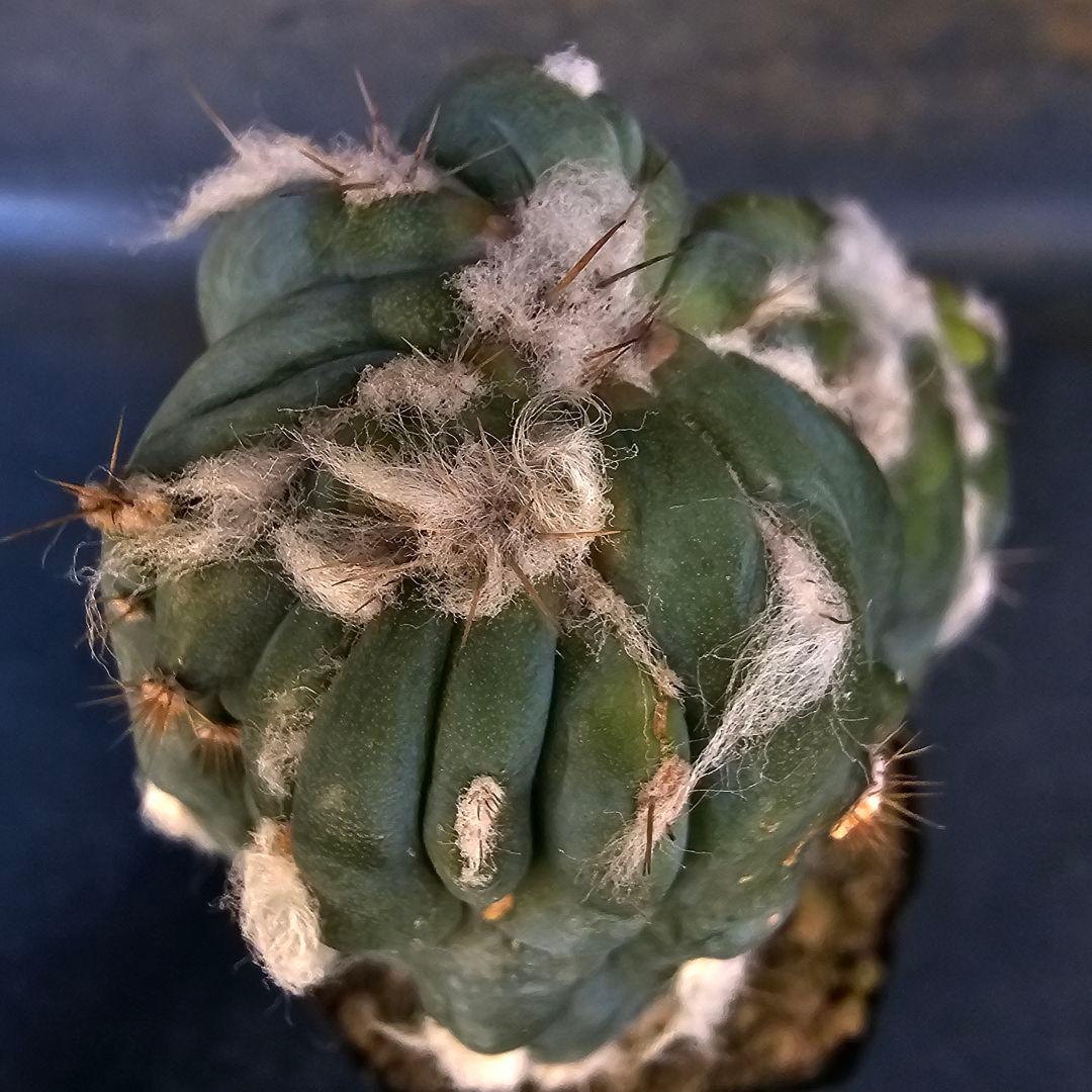 メルカリ便発送☆サボテン ピロソケレウス属 アズレウス モンスト