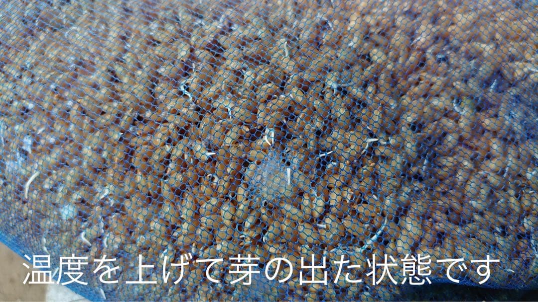 R7年産特別栽培 新潟の高級米 新之助 30㌔ 玄米 田植え後農薬は除草剤のみ