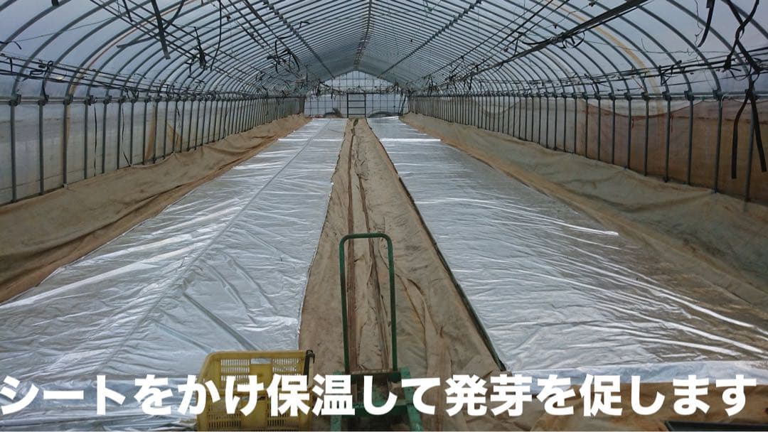 R7年産特別栽培 新潟の高級米 新之助 30㌔ 玄米 田植え後農薬は除草剤のみ