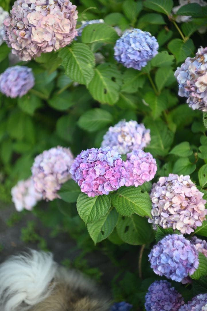 Ernst Leitz Leica Summarit 50mm f1.5 美品