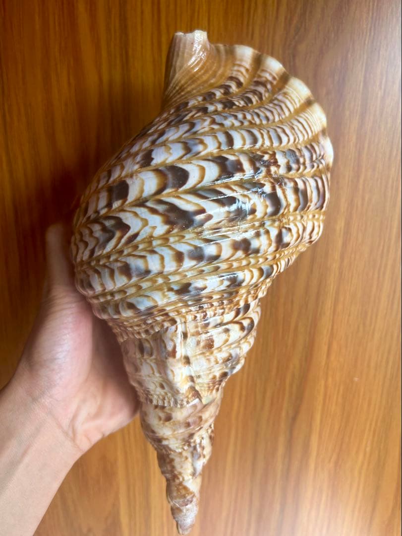 法螺貝　29cm 714g とても厚みがあり、ずっしりと重い貝殻です。