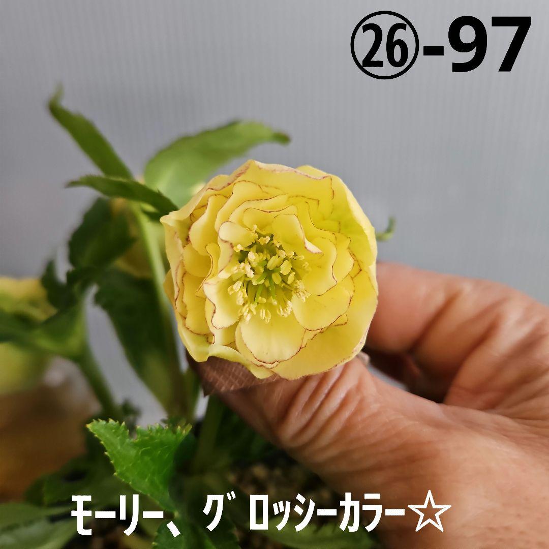 チャッピ様ご購入苗㉖-97クリスマスローズ