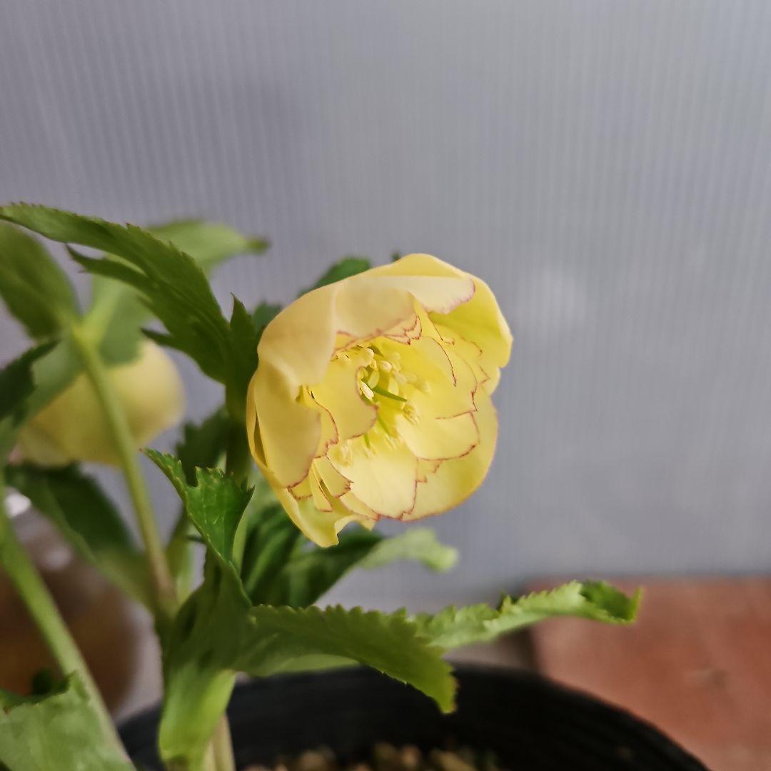 チャッピ様ご購入苗㉖-97クリスマスローズ