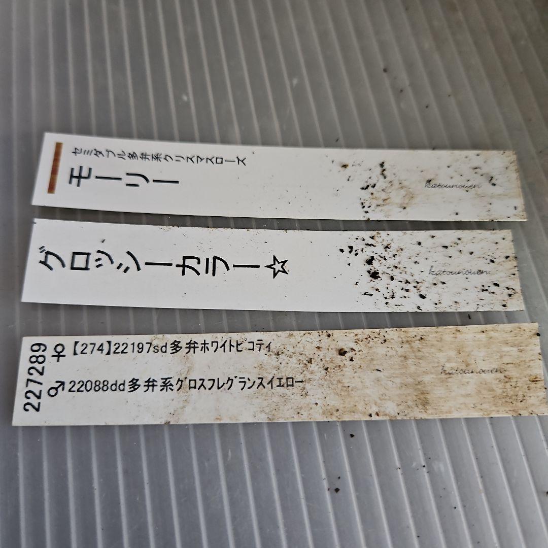 チャッピ様ご購入苗㉖-97クリスマスローズ