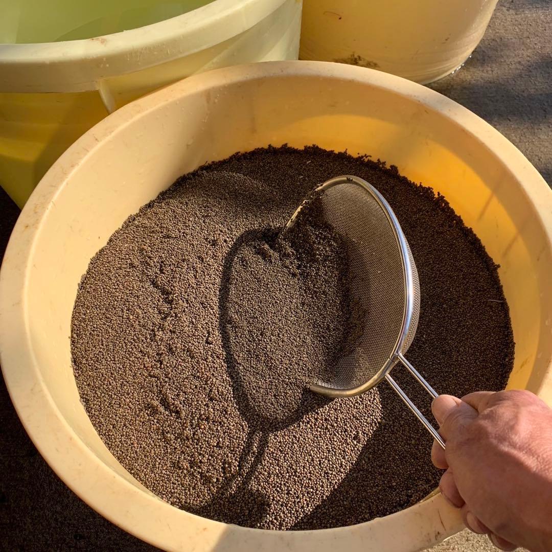 しろねこさま専用　5キロ