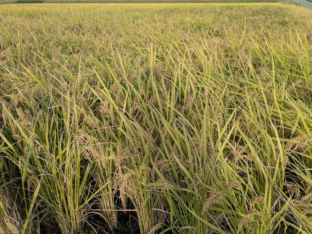 10kg 7年産コシヒカリ玄米発送日無料精米可