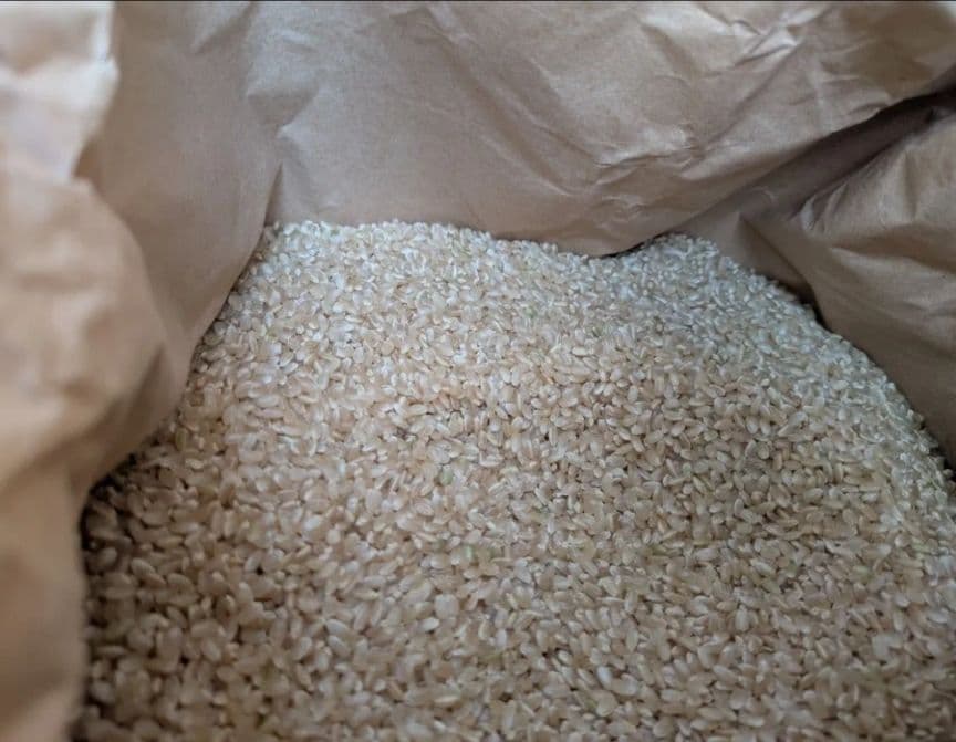 10kg 7年産コシヒカリ玄米発送日無料精米可