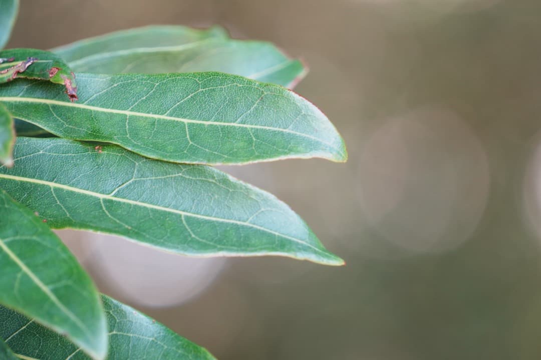 【運動会・スポーツに】SONY 望遠ズームレンズ SEL55210 279