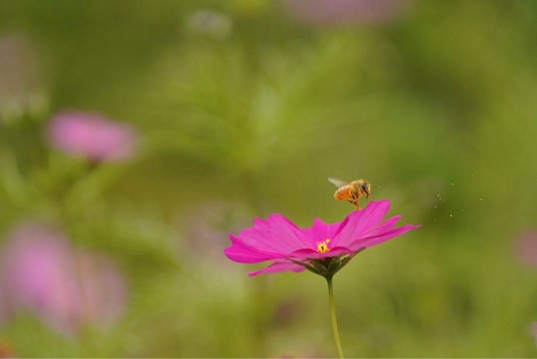 ハチミツ　日本蜜蜂の蜂蜜　巣箱違い谷違いの花粉入りはちみつ　奥山の奥