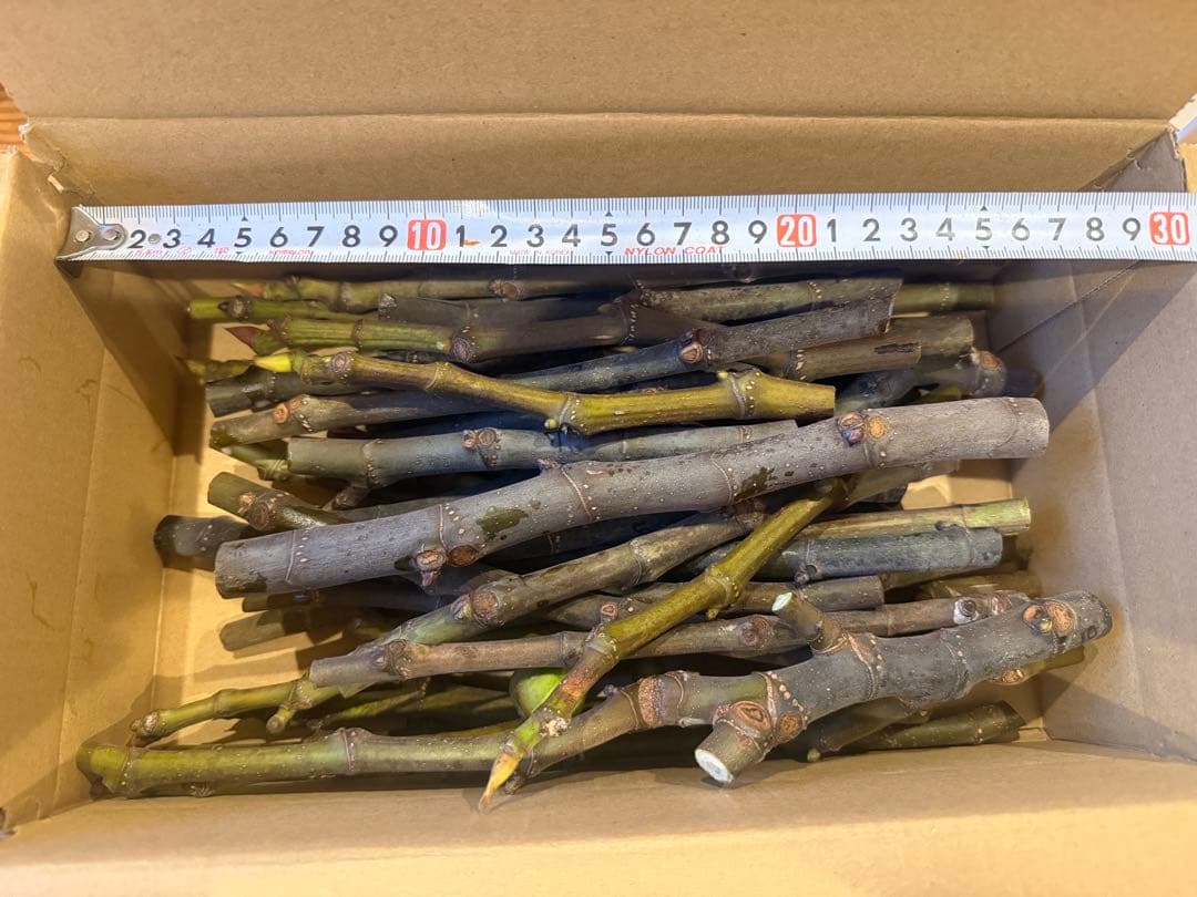 ニッキー30種セット！ 本日10時剪定！明日まで！イチジク 穂木