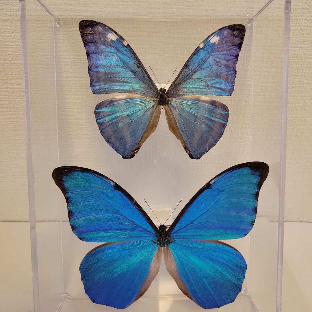 蝶の標本　ジャングルを舞う宝石の世界(珍A)