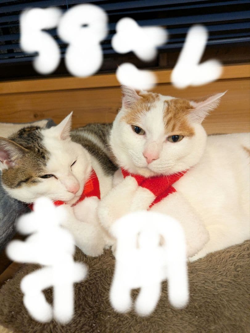 ソワーニュクレンジング２ケ