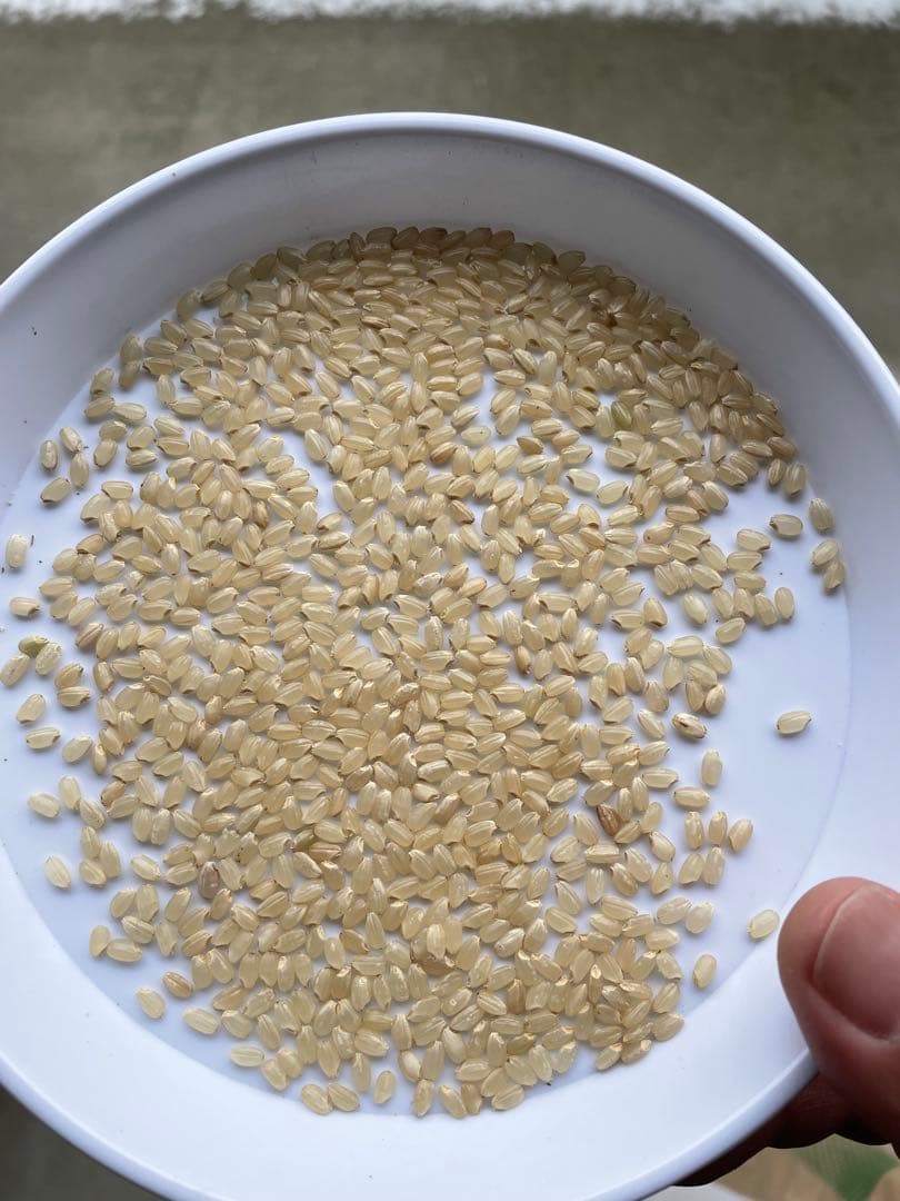 令和7年産　ひとめぼれ　送料無料！