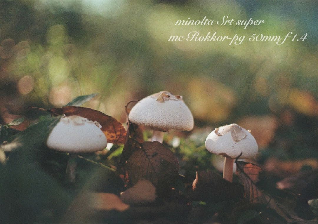 ★ミノルタ srt ★ロッコールf1.4★完動品＊美品＊初期保証★作例多数！