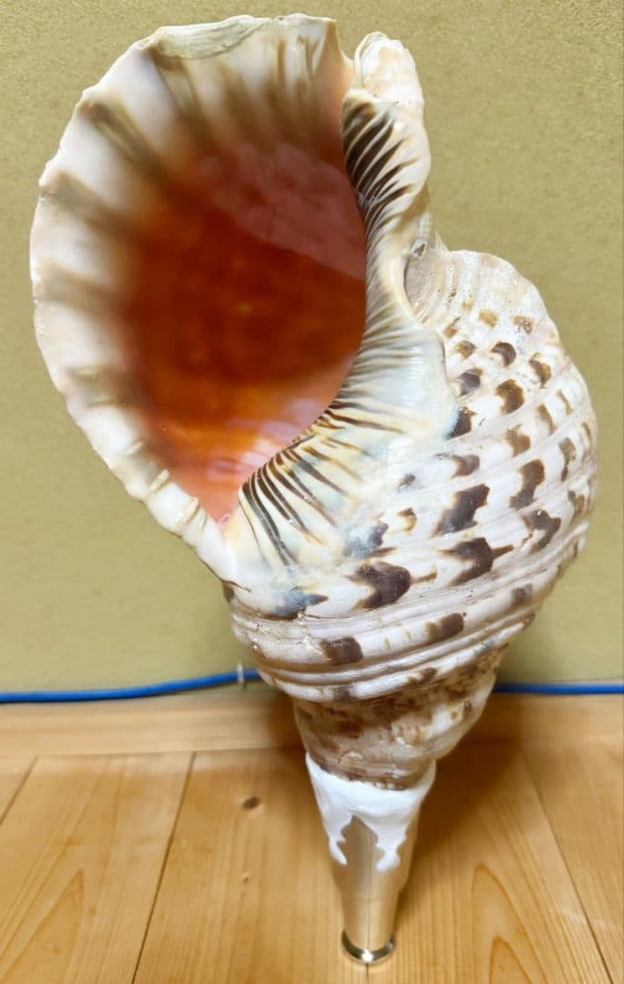 特大肉厚40.5㎝修験道法螺貝 山伏　密教　魔除け　ホラガイ　ほら貝